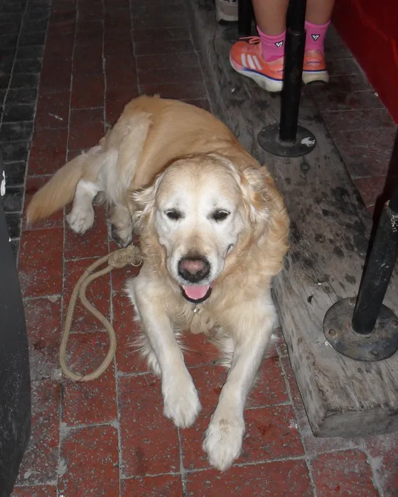 A golden retriever waiting outside the store